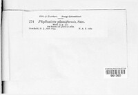 Fusicoccum phomiformis image